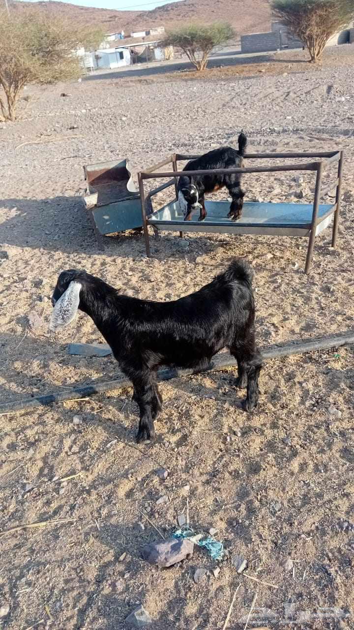 تيسين للبيع .64480208395137110