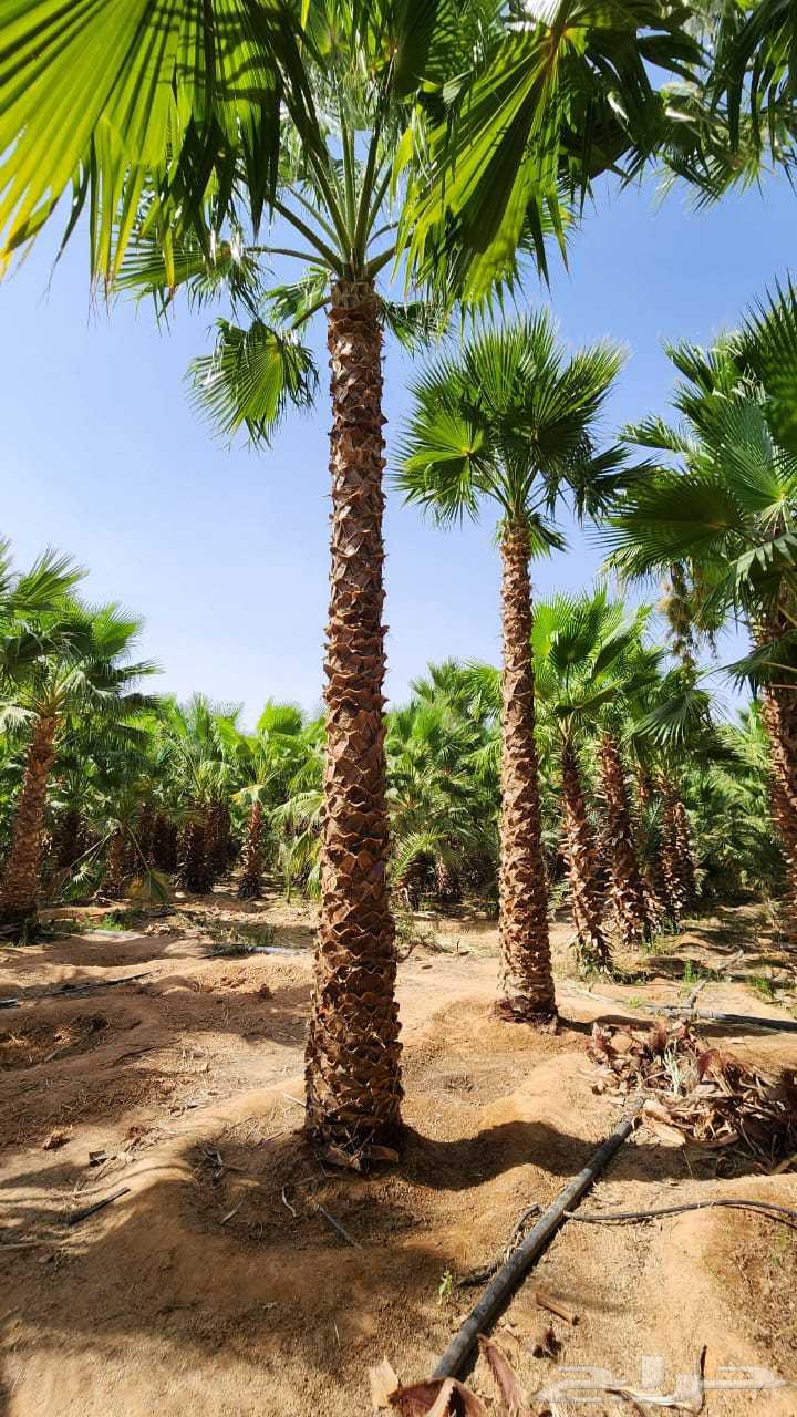 نخيل للبيع واشنطني وعربي64483517906689110