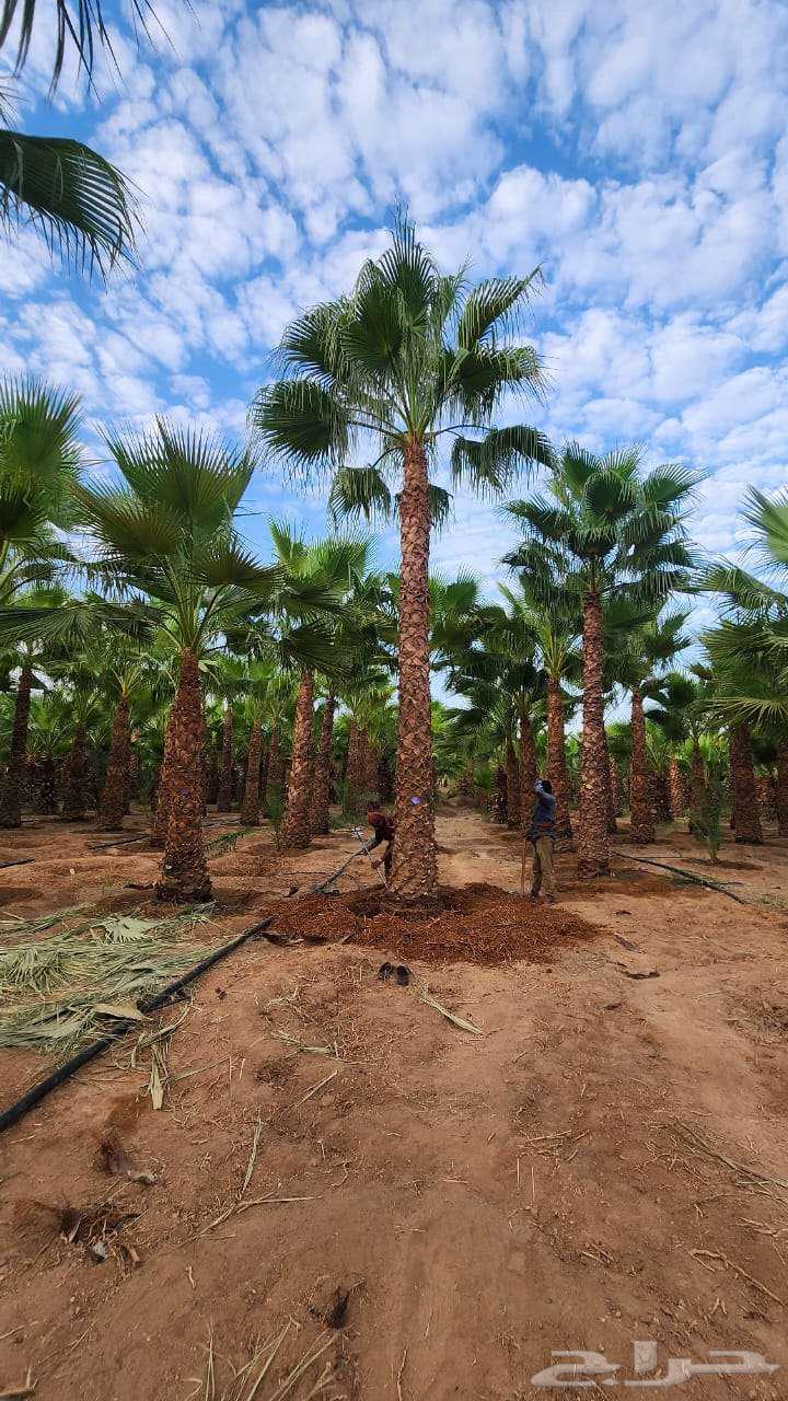 نخيل للبيع واشنطني وعربي64483517906689112