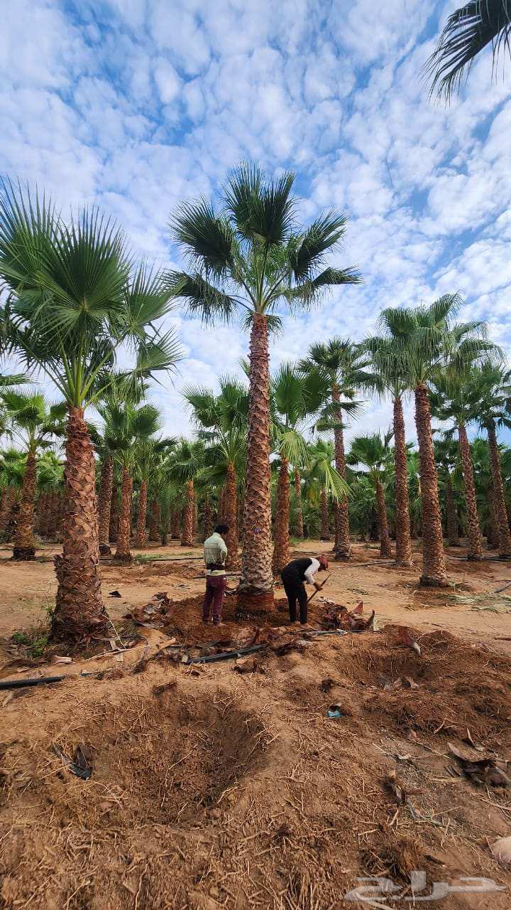 نخيل للبيع واشنطني وعربي64483517906689113