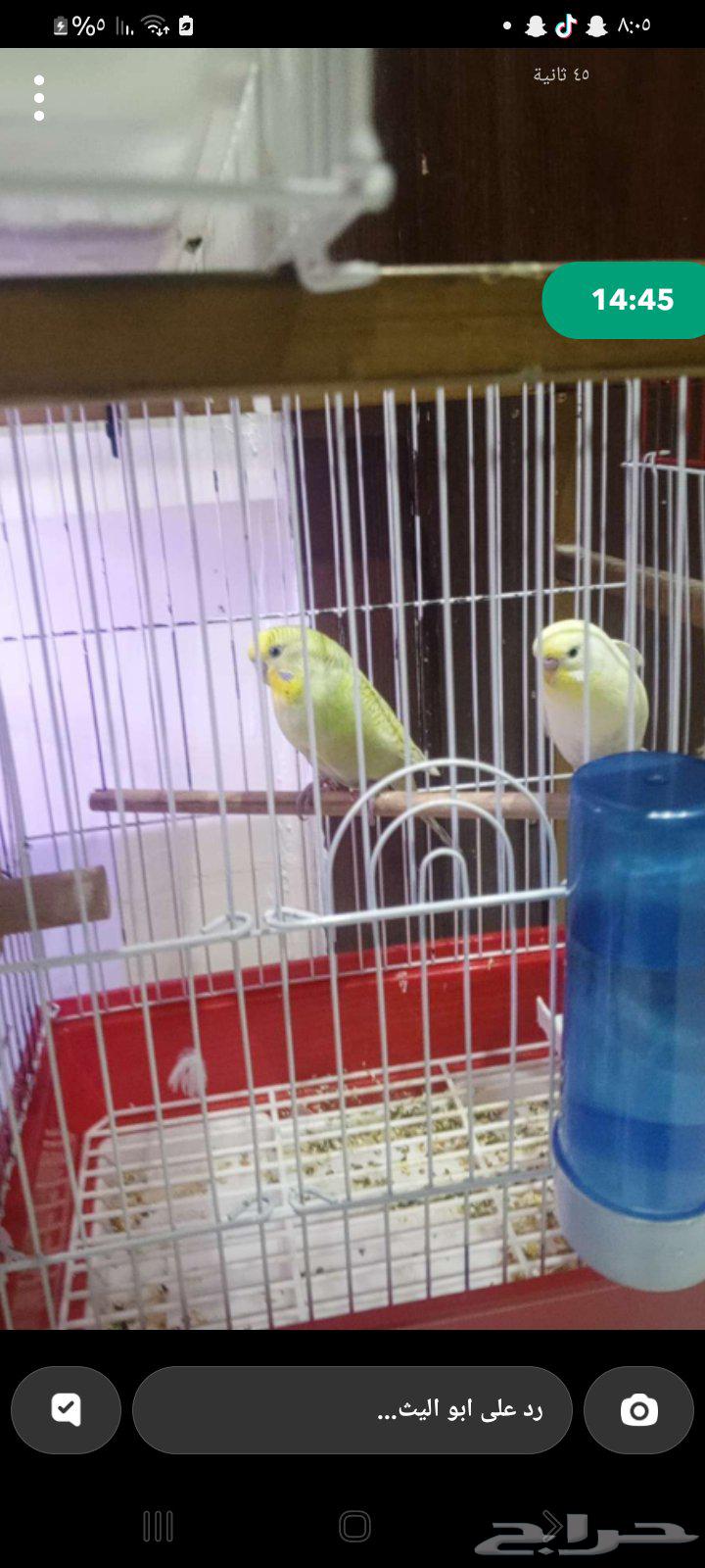 زوج باجي نفس العروض64479838144259110