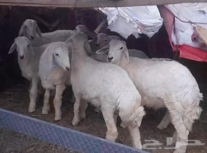 Sold, may God bless the buyer, and expect good deals and healthy camels, condition applied64485639851779111