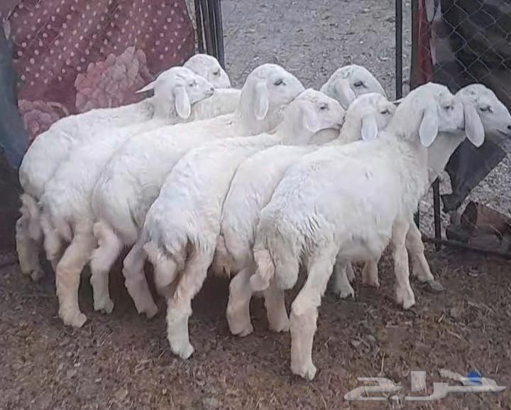 Sold, may God bless the buyer, and expect good deals and healthy camels, condition applied64485639851779113