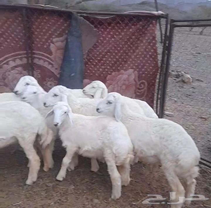 Sold, may God bless the buyer, and expect good deals and healthy camels, condition applied64485639851779114