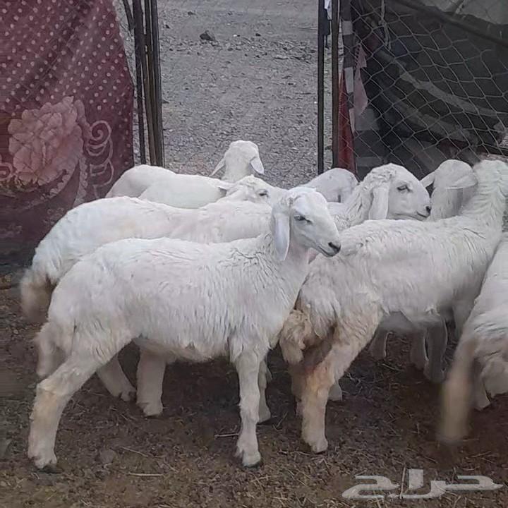 Sold, may God bless the buyer, and expect good deals and healthy camels, condition applied64485639851779110