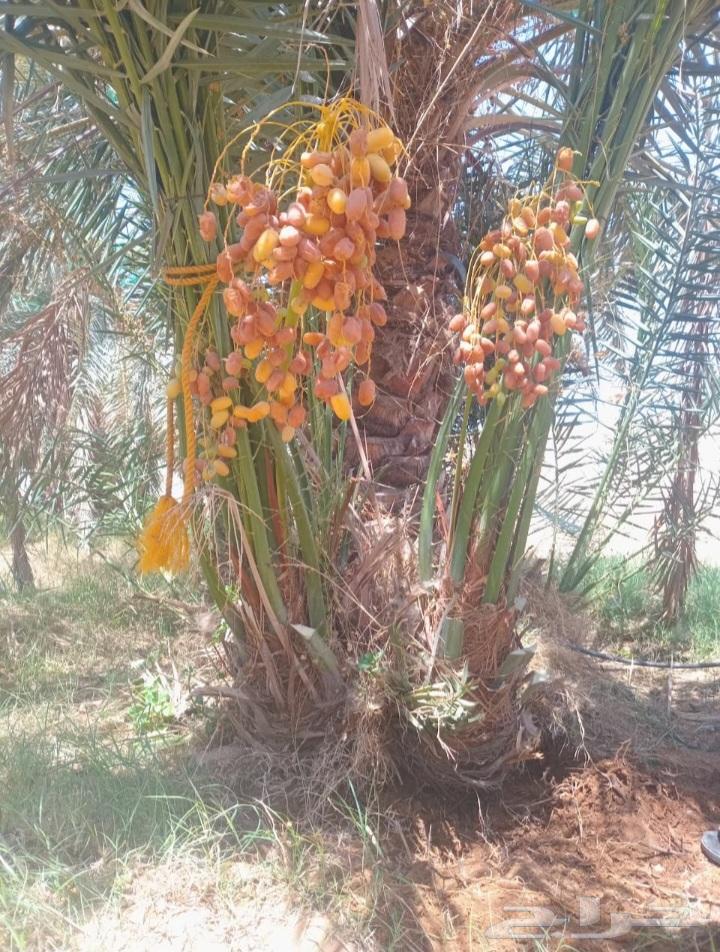 نخيل الشرقيه الخفجي64482322861825113