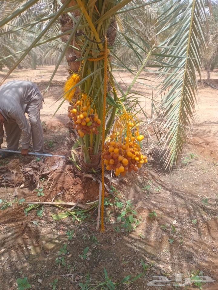 نخيل الشرقيه الخفجي64482322861825114