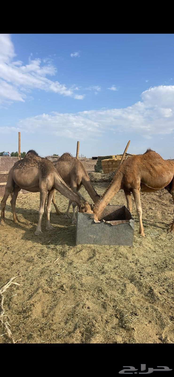 3 Red Good Mares, Starting from 4500, Sold64480372945410110