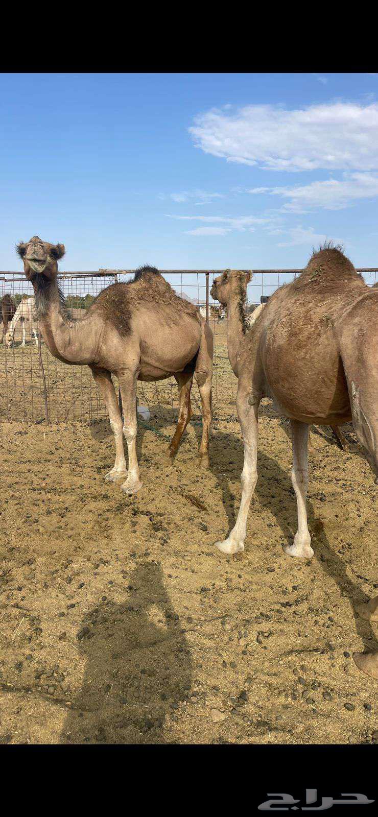 3 Red Good Mares, Starting from 4500, Sold64480372945410114