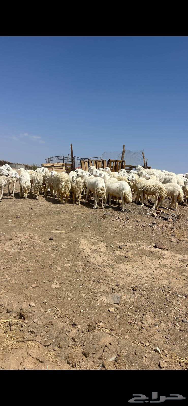 رخال حرش دفيع ومضاريع تم البيع64484634735875113