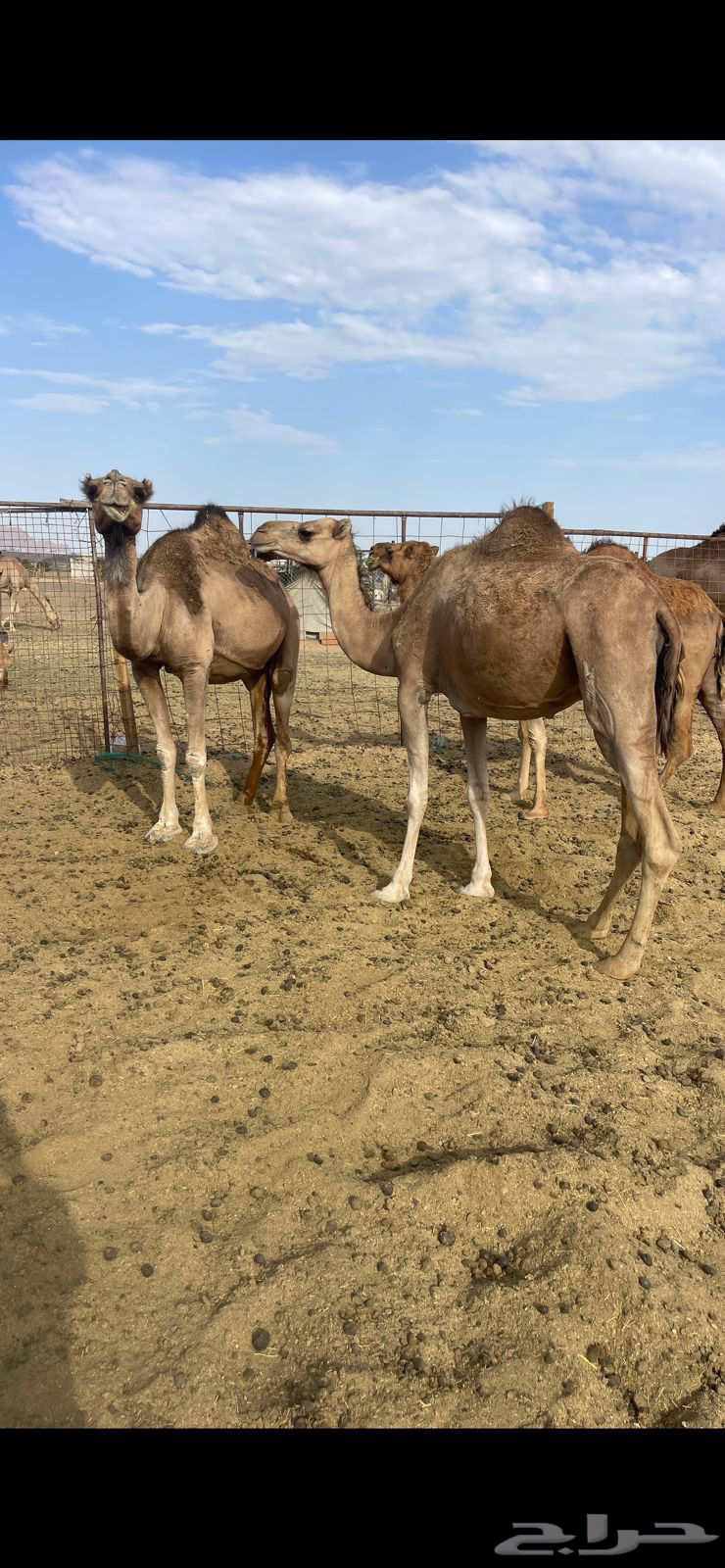 3 Red Good Mares, Starting from 4500, Sold64480372945410111