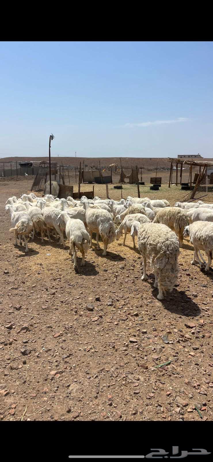 رخال حرش دفيع ومضاريع تم البيع64484634735875114