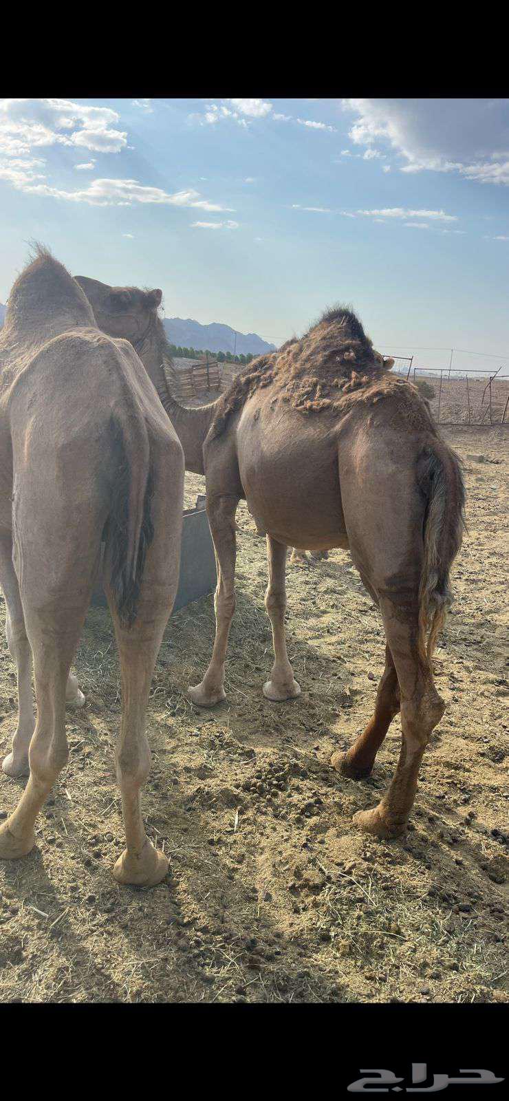 3 Red Good Mares, Starting from 4500, Sold64480372945410113