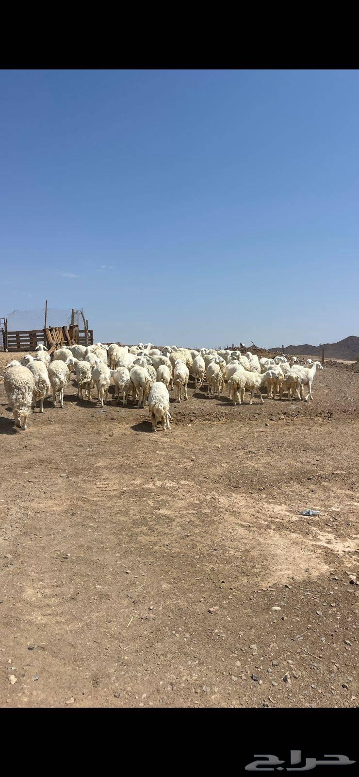 رخال حرش دفيع ومضاريع تم البيع64484634735875110