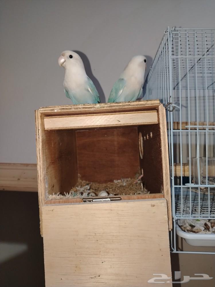 زوج روز عندهم بيض64481941787010110