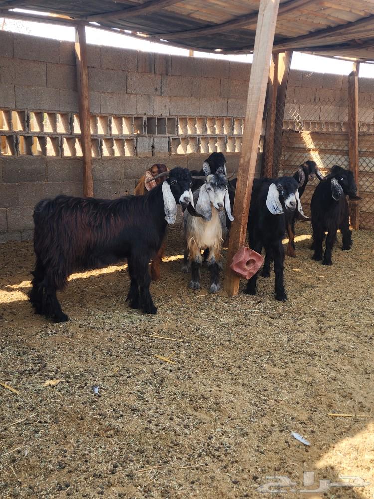 تيوس حريات للبيع في ذهبان64480345572866110