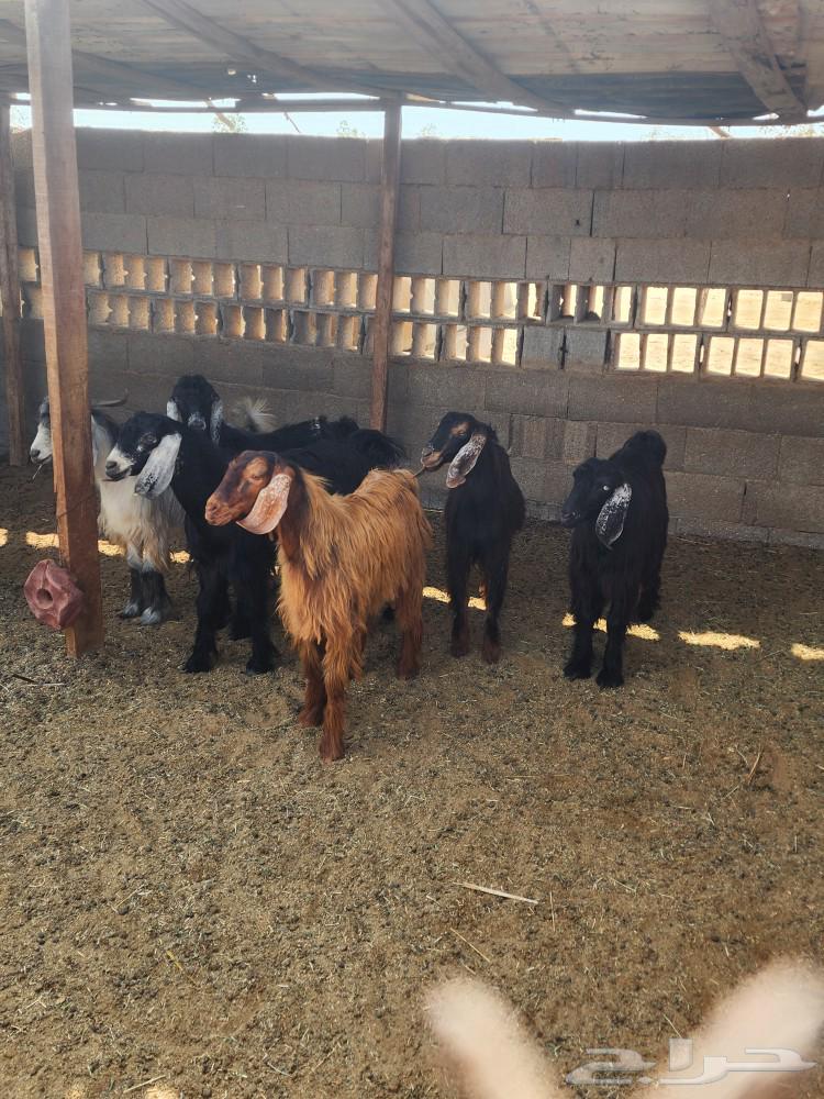 تيوس حريات للبيع في ذهبان64480345572866112