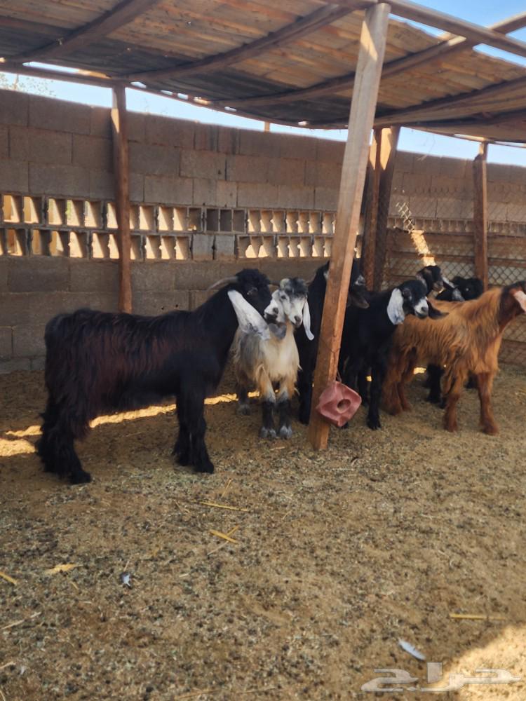 تيوس حريات للبيع في ذهبان64480345572866111