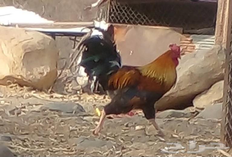 دجاج بلدي اصيل64480414167426111