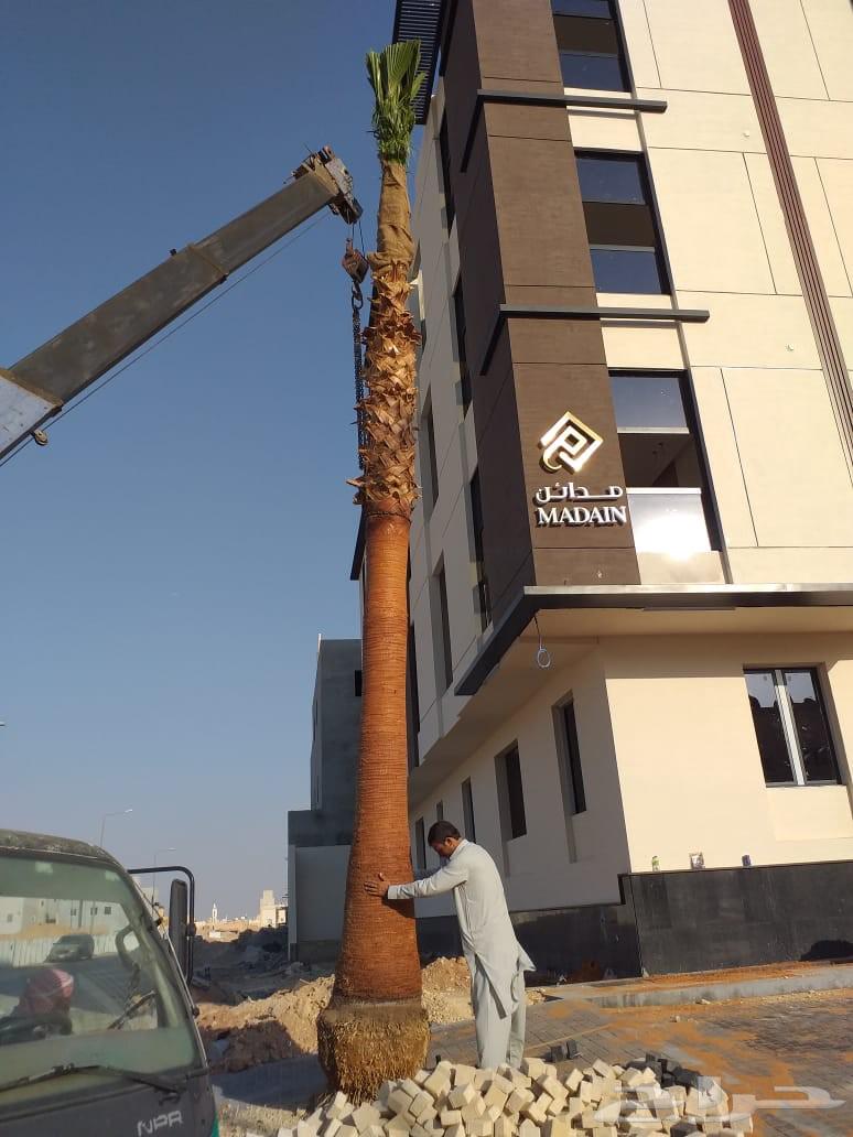 نخل وشنطني زينه امريكي للبيع64500284610051113