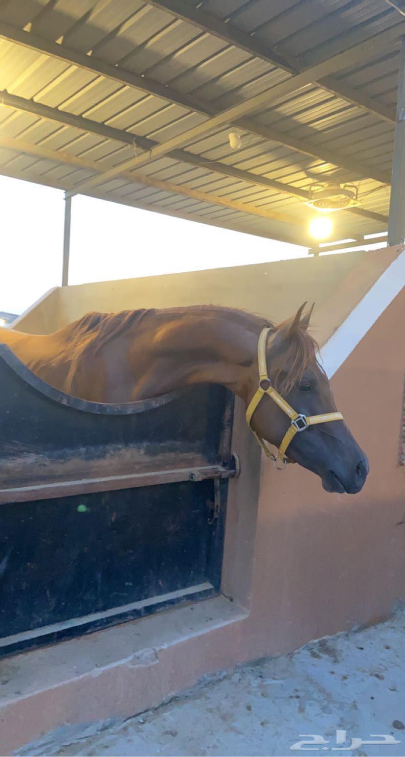 خيل واهو اوراق64485625421315114