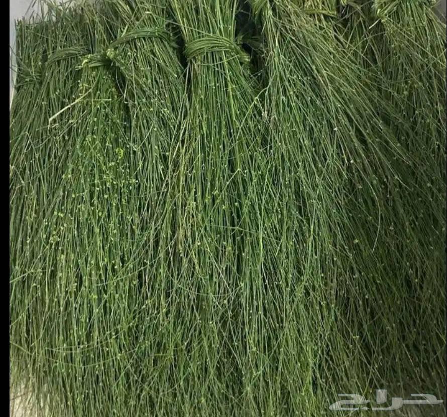 Marikh64484525296259110