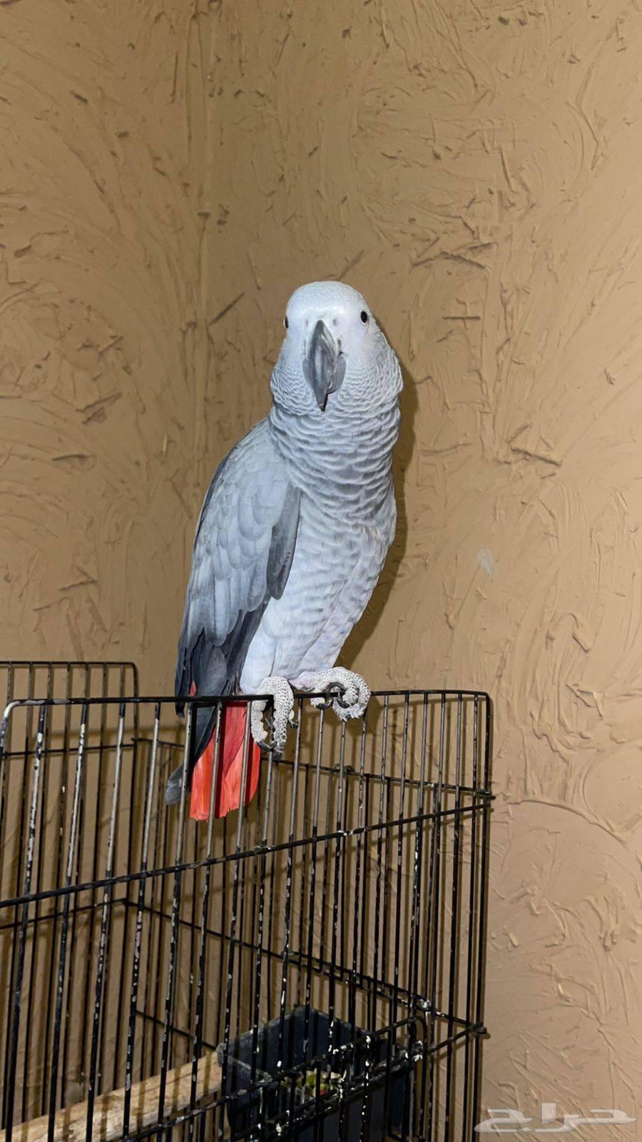 Cockatoo parrot, talking, tame, playful, high health, less than one year old64483611966721111