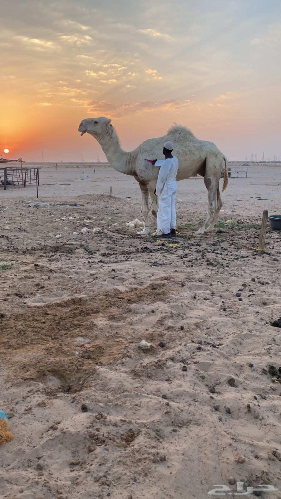 Bayir Haysoni64485311529601110