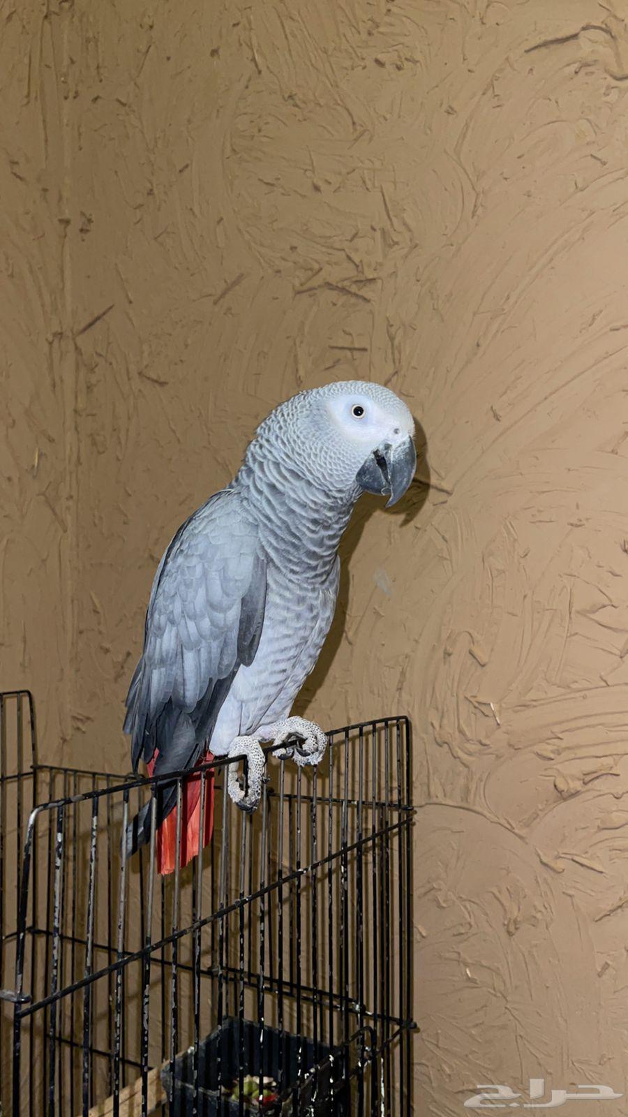 Cockatoo parrot, talking, tame, playful, high health, less than one year old64483611966721110
