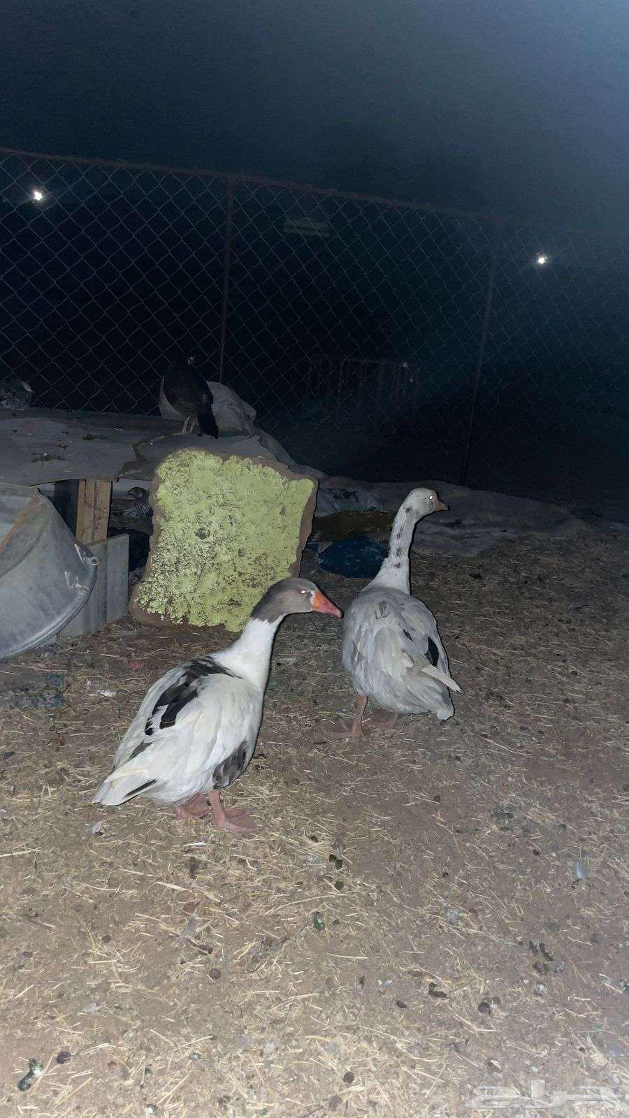 Local geese for sale, location: Al-Jami'ah neighborhood, contact via WhatsApp or call64479037072386110