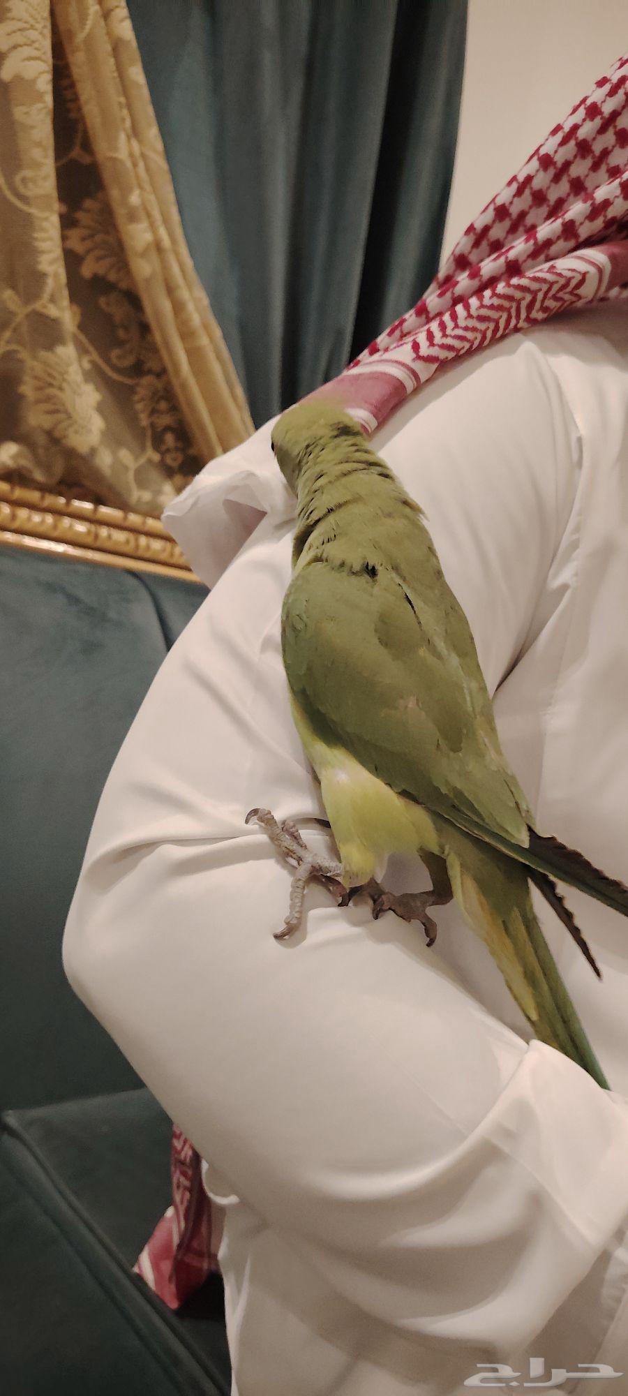 Pearl Aliyev's Parrot Bird64482673988481110