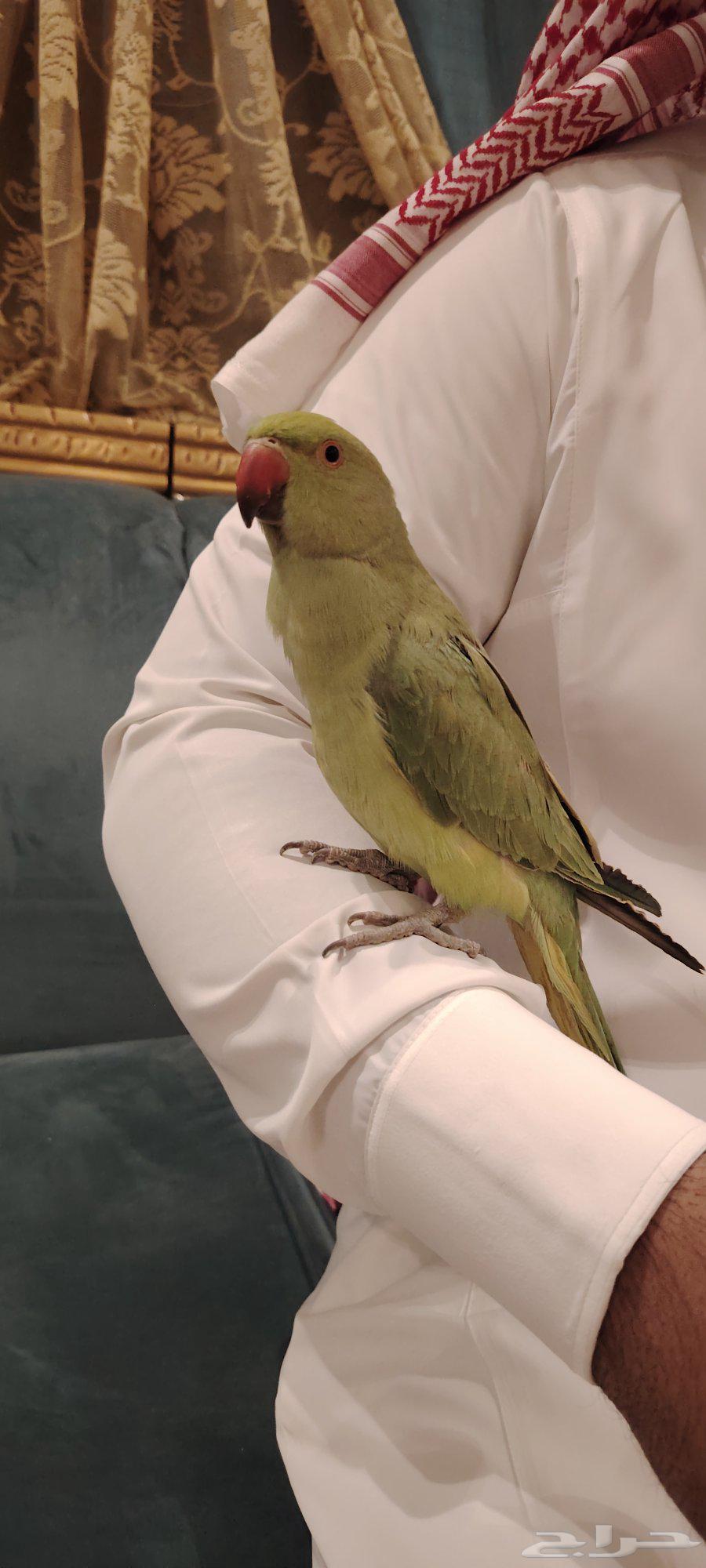 Pearl Aliyev's Parrot Bird64482673988481111