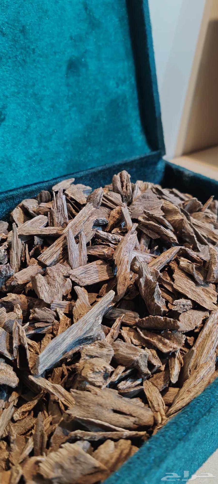 عود طبيعي كلمنتان بونتيانك اقل من السوبر سعر طيب64483563492993110