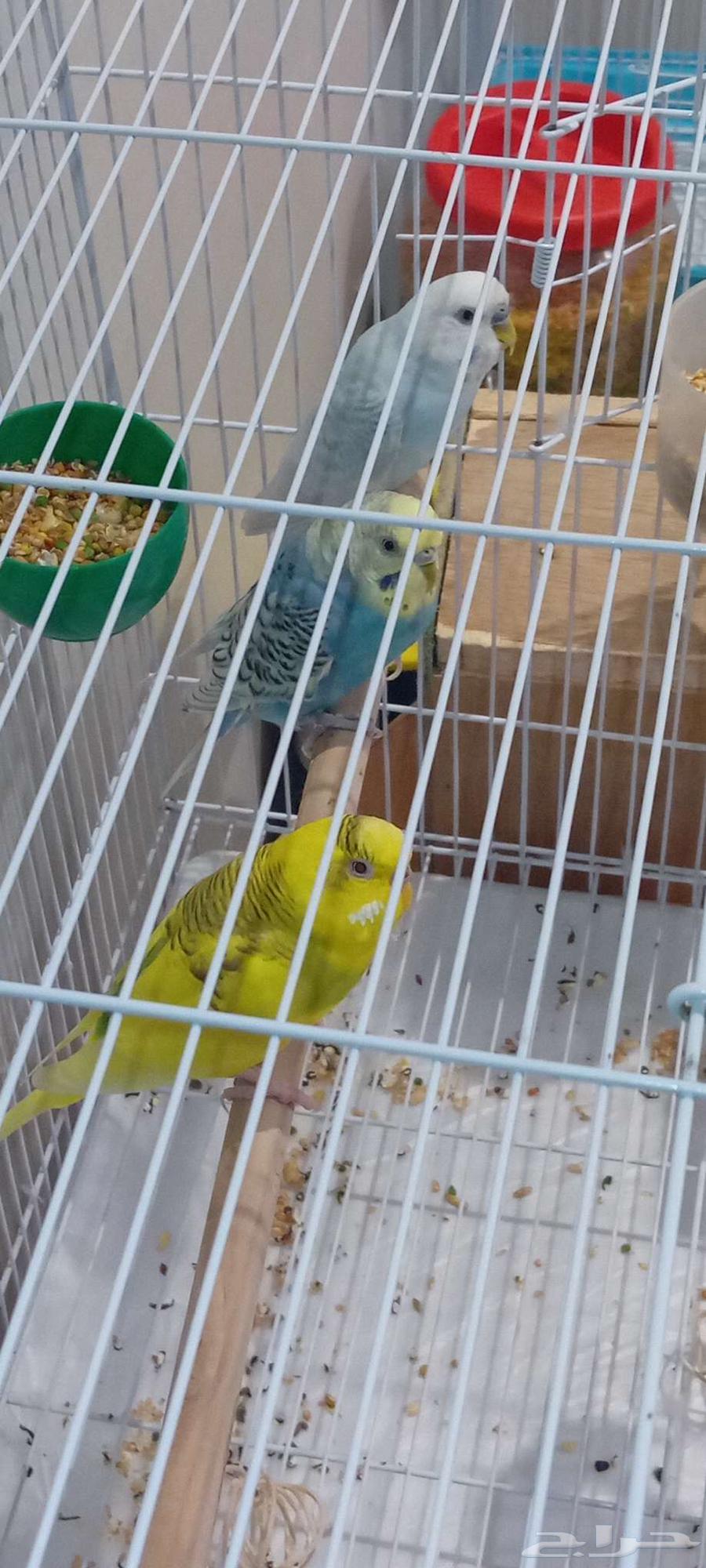 طيور بادجي للبيع64480053855233110