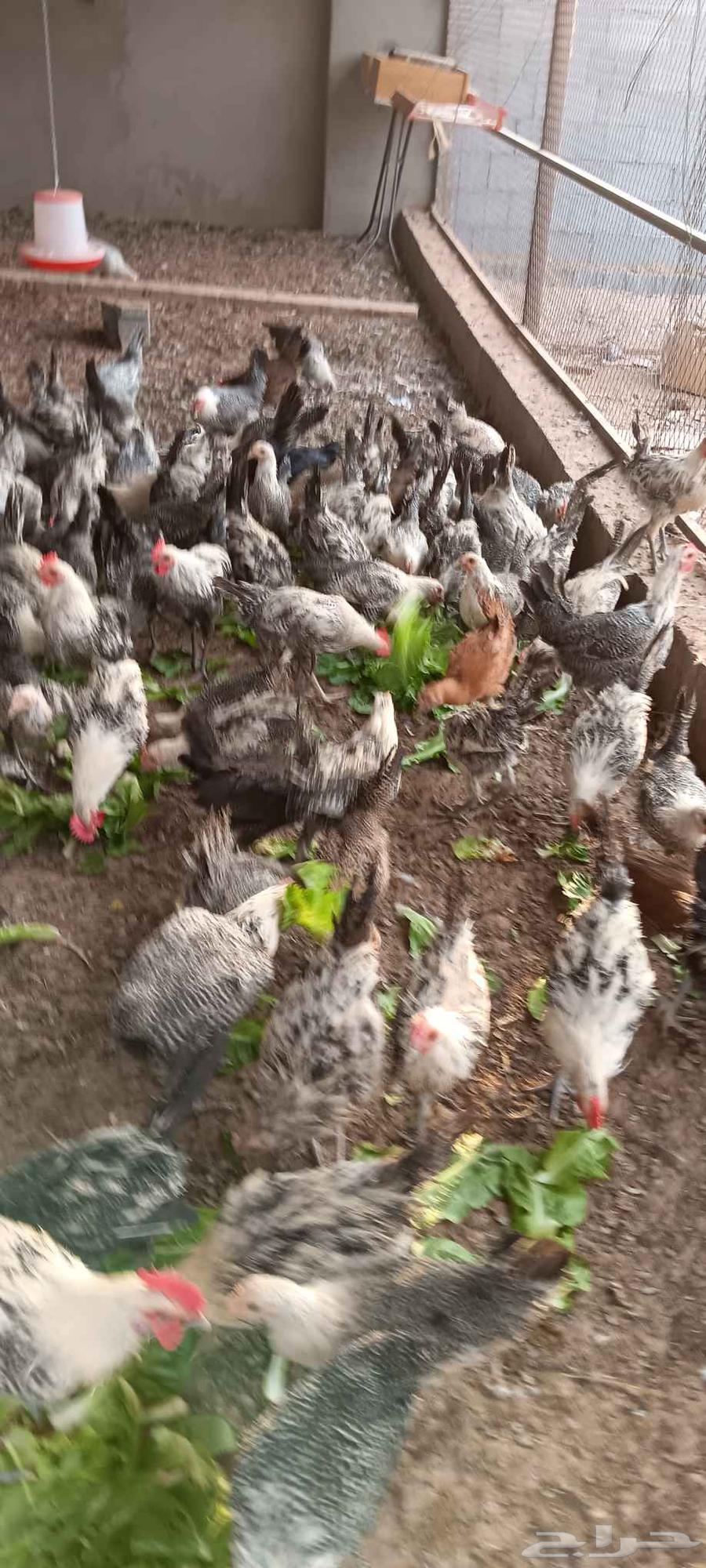 دجاج للبيع64481196600321112