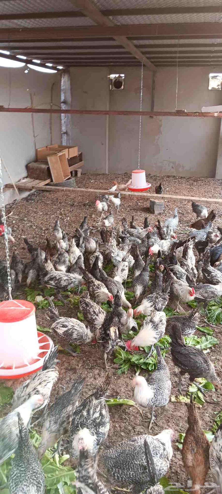 دجاج للبيع64481196600321113