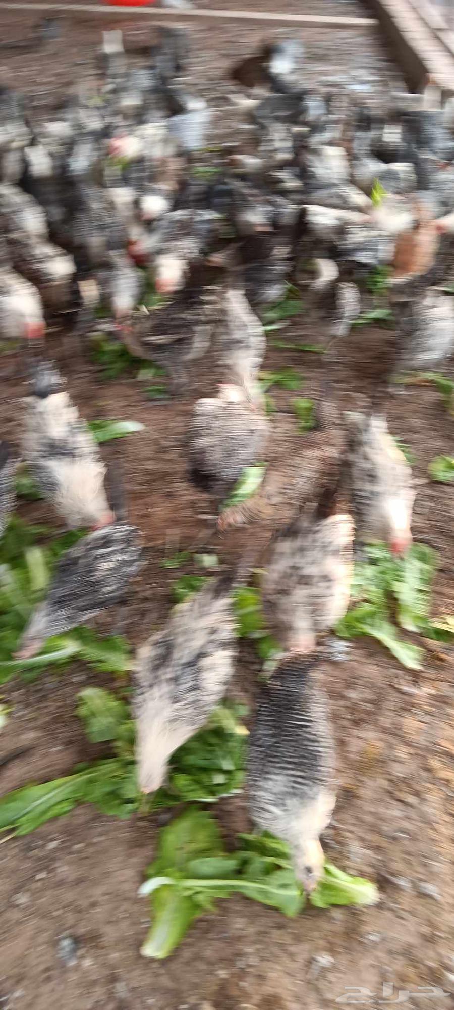 دجاج للبيع64481196600321111