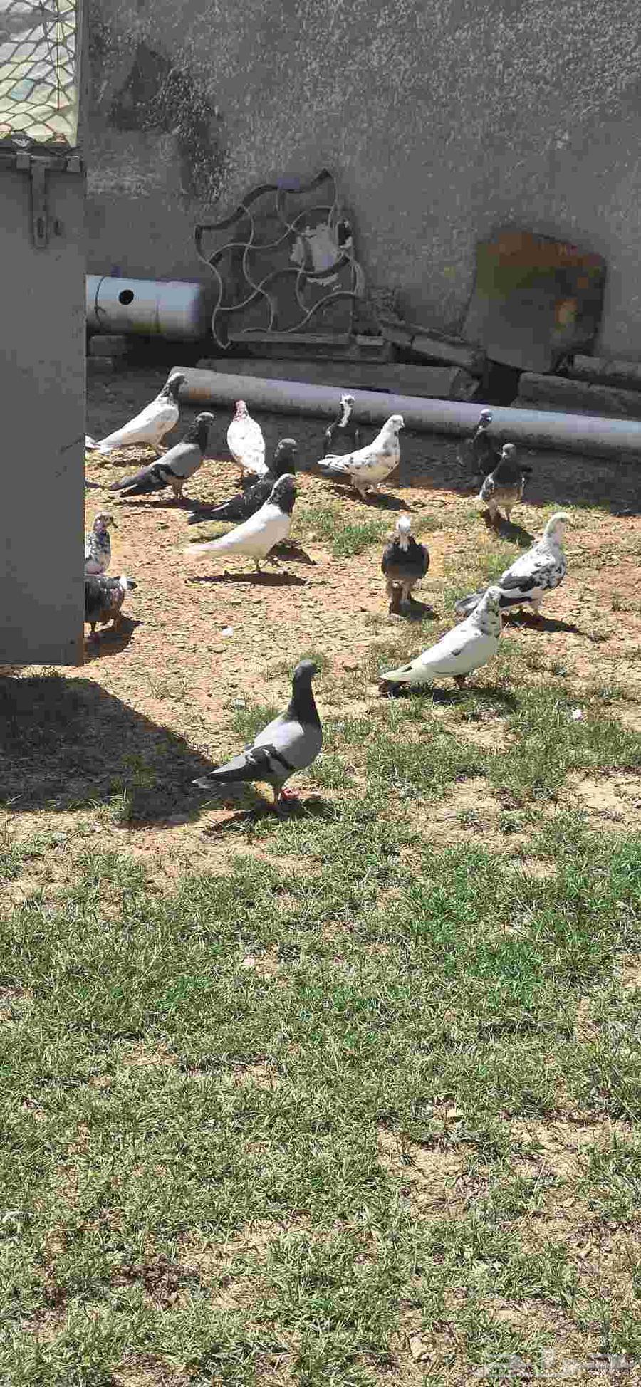 حمام للبيع64482213772674113