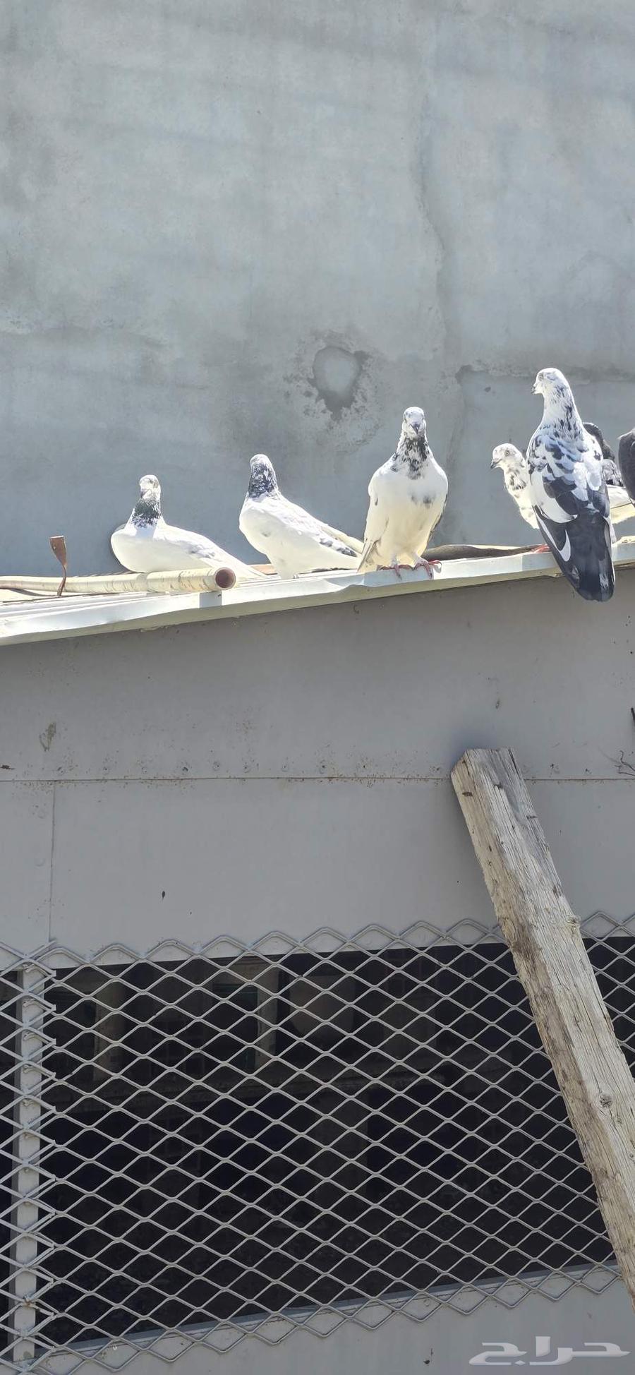 حمام للبيع64482213772674111