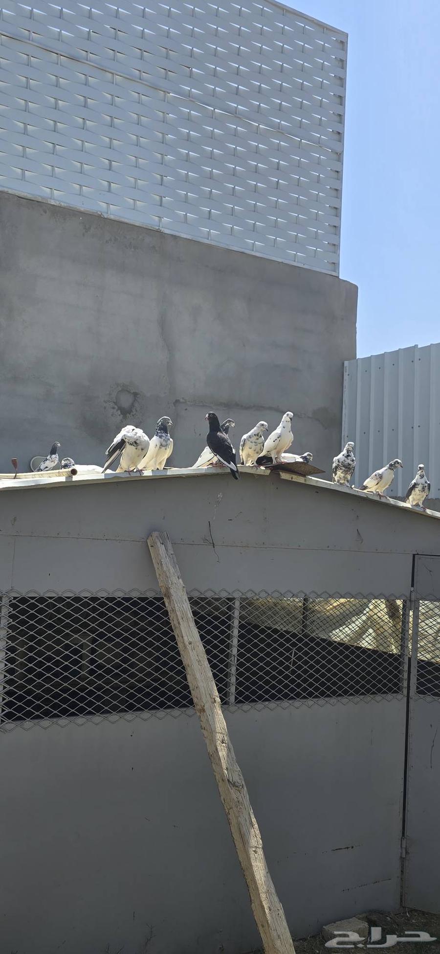 حمام للبيع64482213772674112