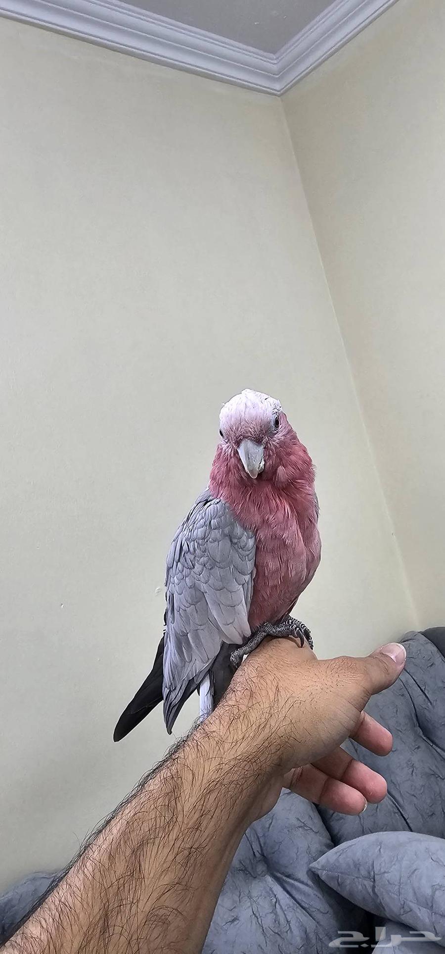 كوكاتو قالا تم البيع64481434085505111