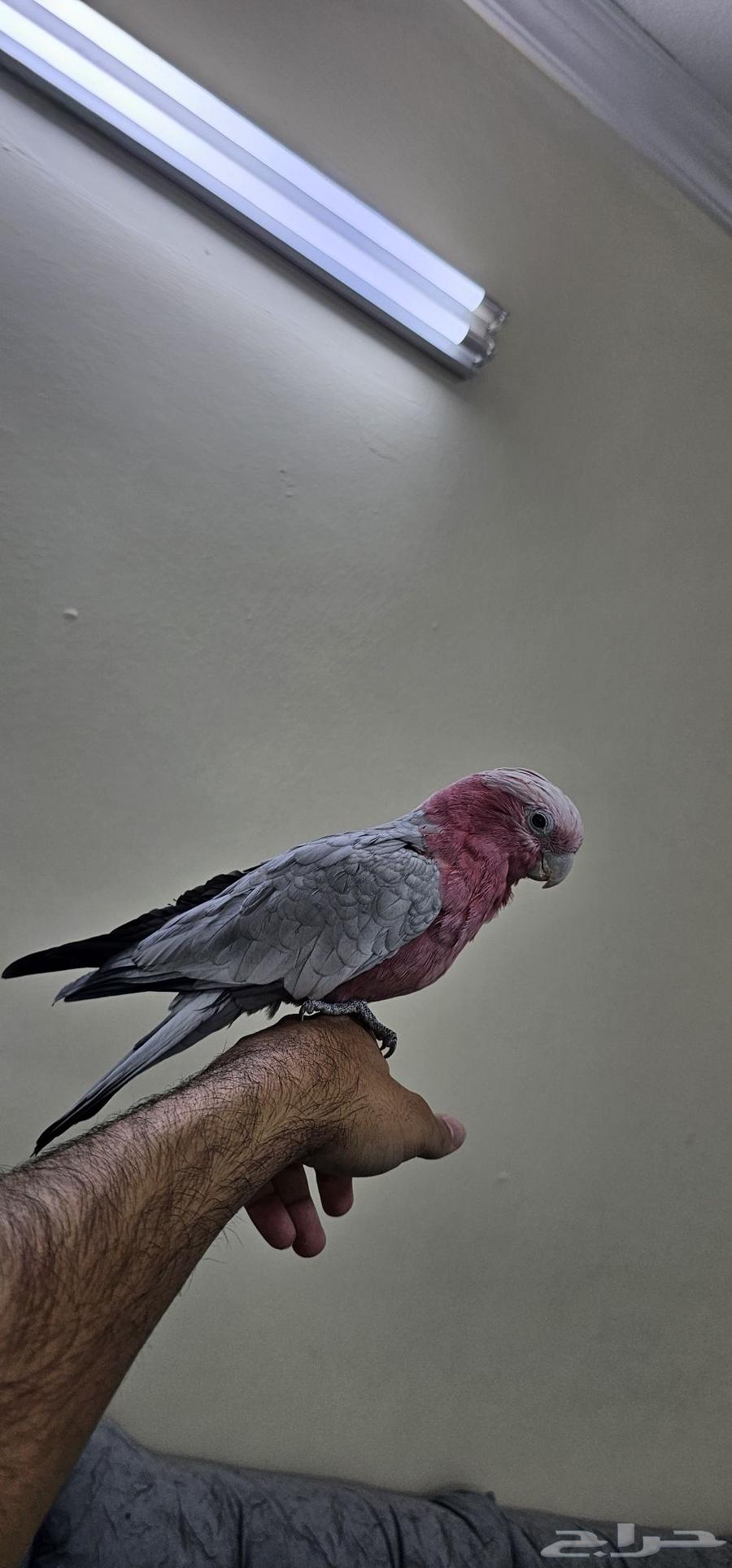 كوكاتو قالا تم البيع64481434085505112