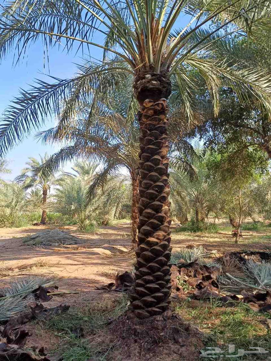 للبيع جميع انواع انخيل64485229687682113