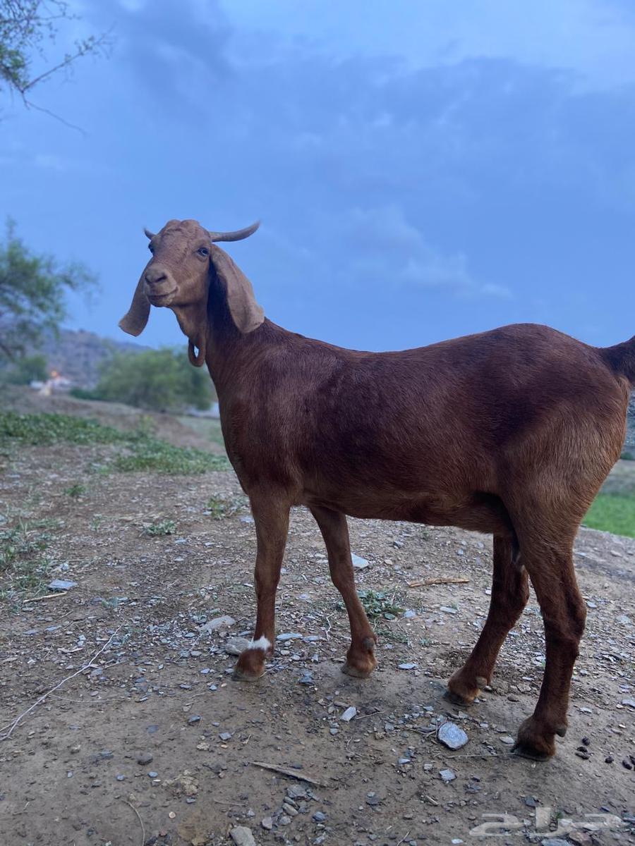 Goat milk, crime and height64481155434369110