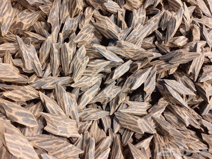 عروض اليوم الوطني على العود الطيب64489489023361110