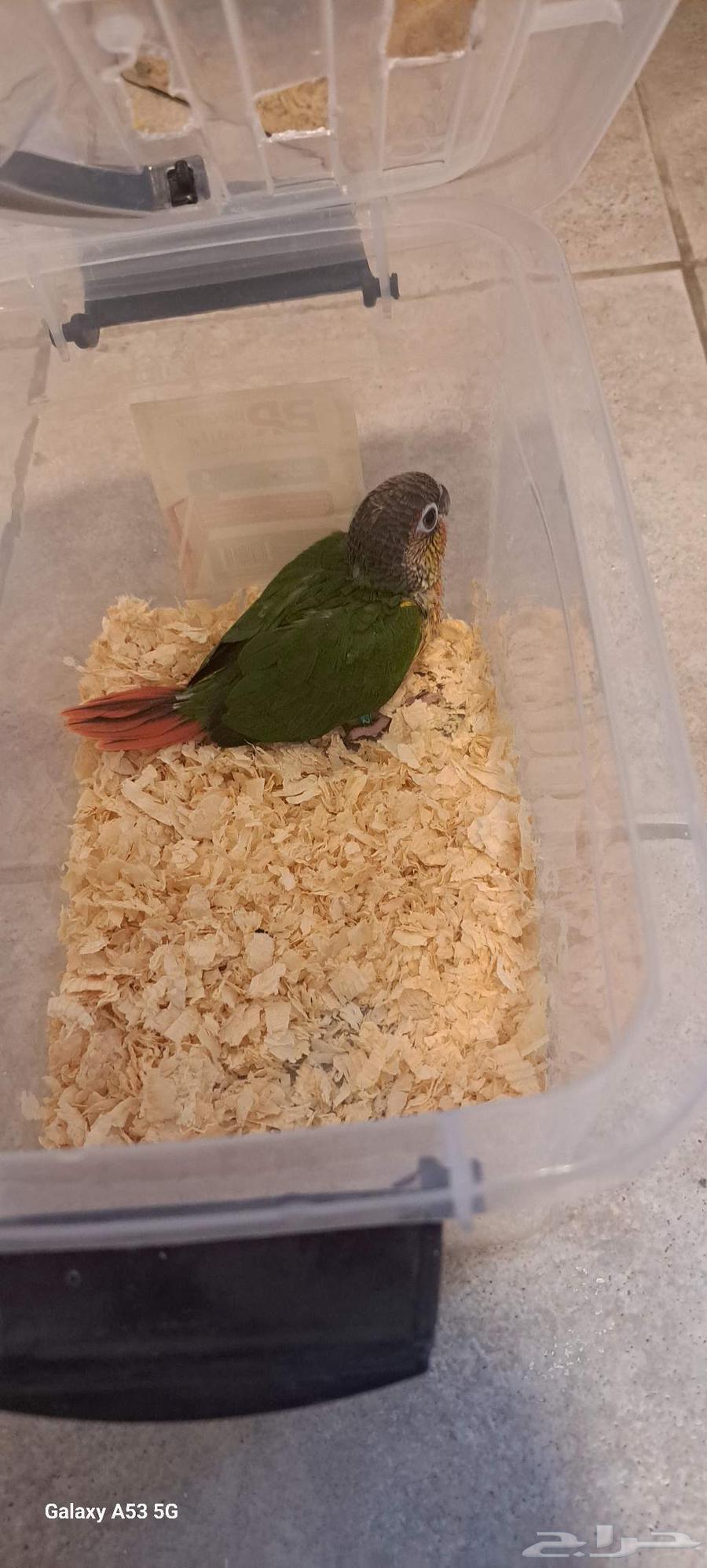 عرض خااص الحق فروخ صن كنيور وكنيور قرين شك64488961801602112