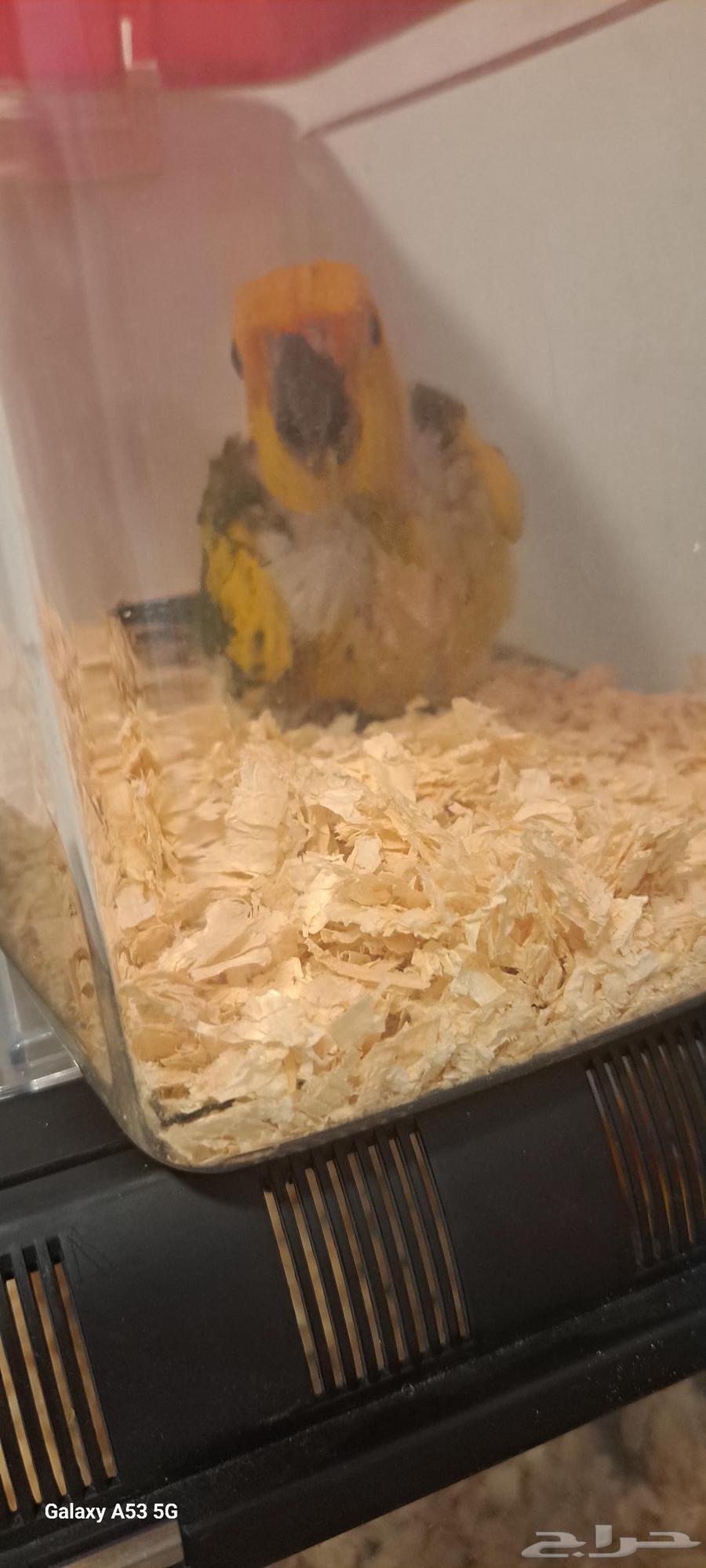 عرض خااص الحق فروخ صن كنيور وكنيور قرين شك64488961801602113