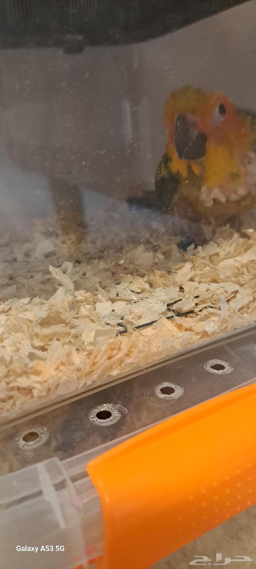 عرض خااص الحق فروخ صن كنيور وكنيور قرين شك64488961801602111