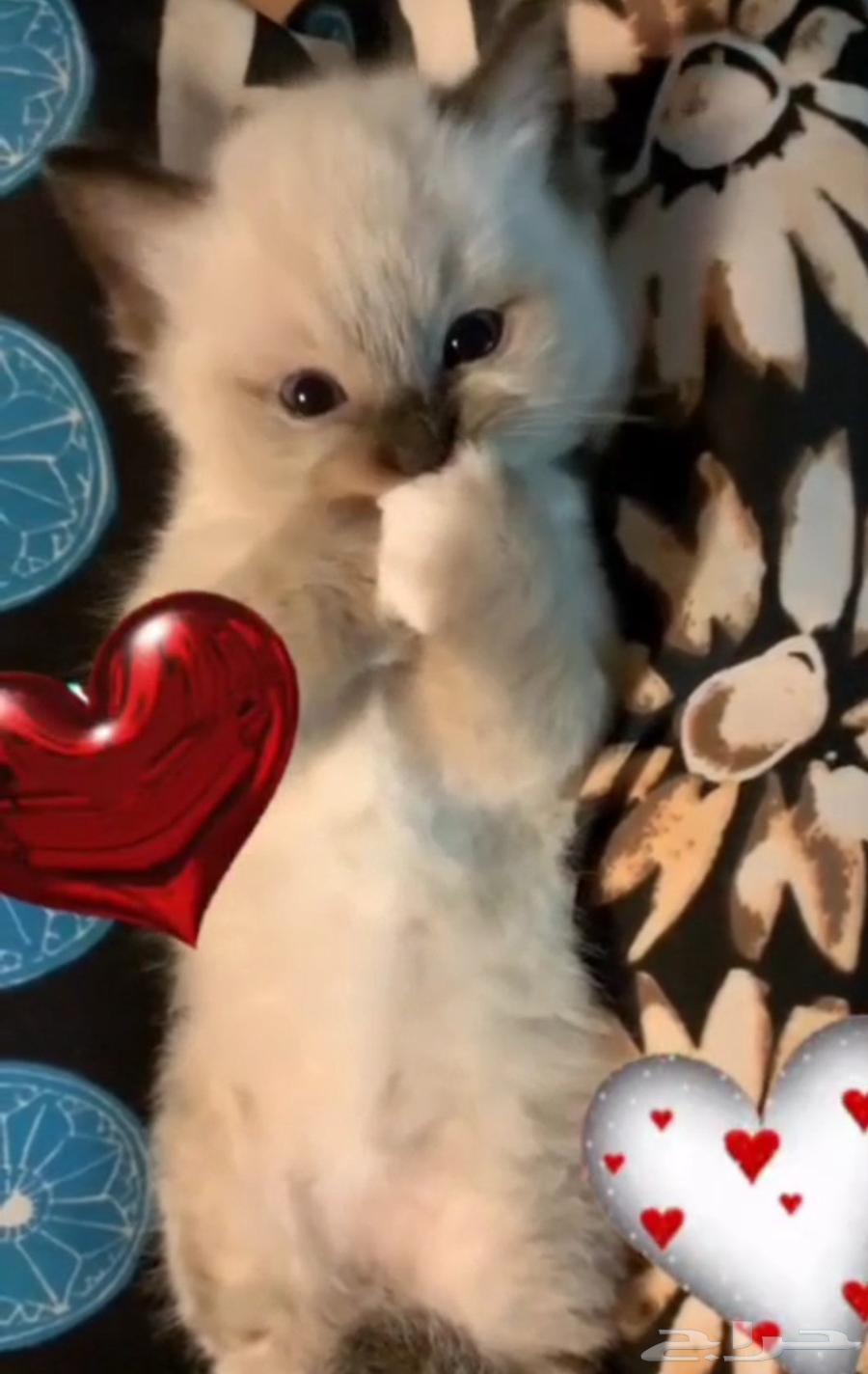 قطط كيتن صغيره هيمالايا هجين راغدول للبيع64492907638659110