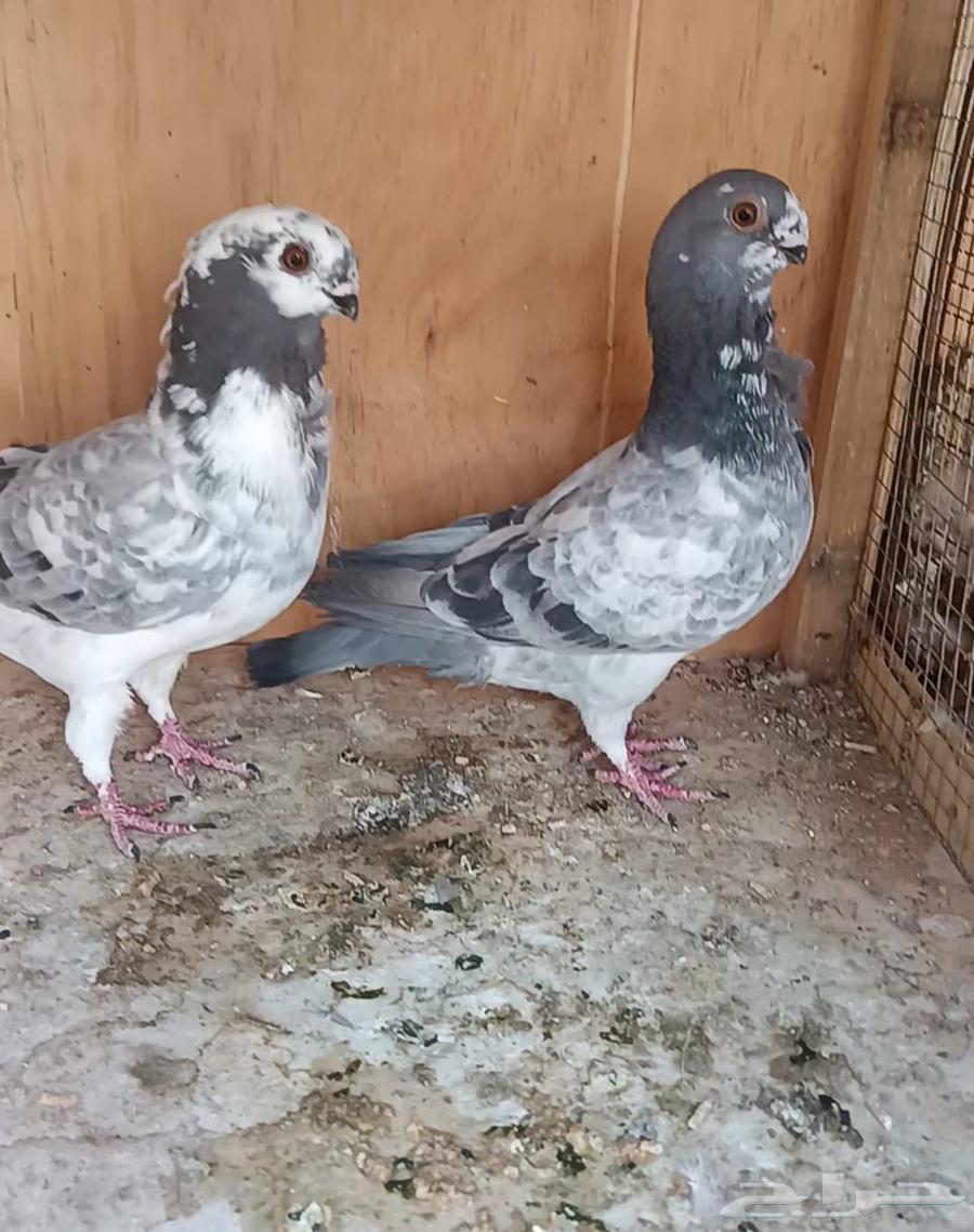 حمام شامي للبيع64486993694977110